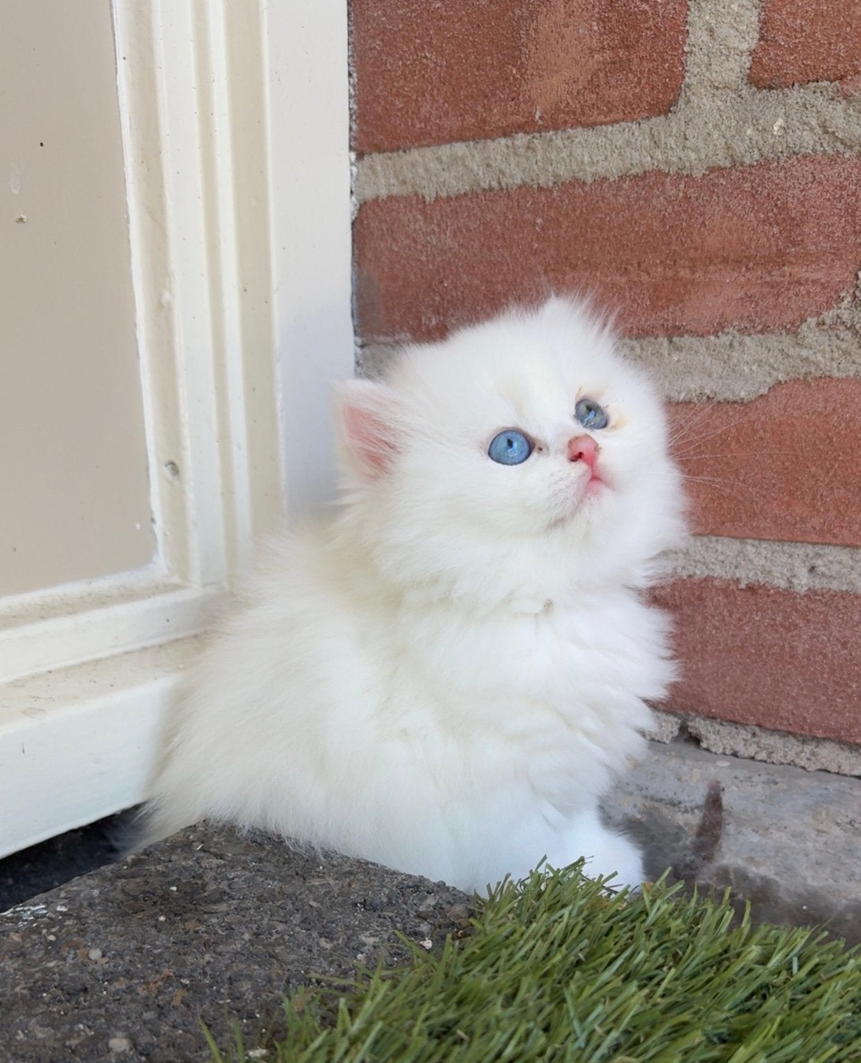 Britse Langhaar kittens, Dieren en Toebehoren, Katten en Kittens | Raskatten | Langhaar, Meerdere dieren, 0 tot 2 jaar, Ontwormd
