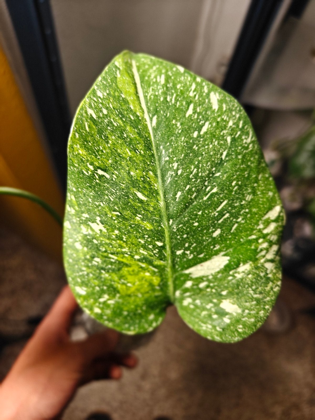 Monstera Miracle Tricolor, Ophalen of Verzenden