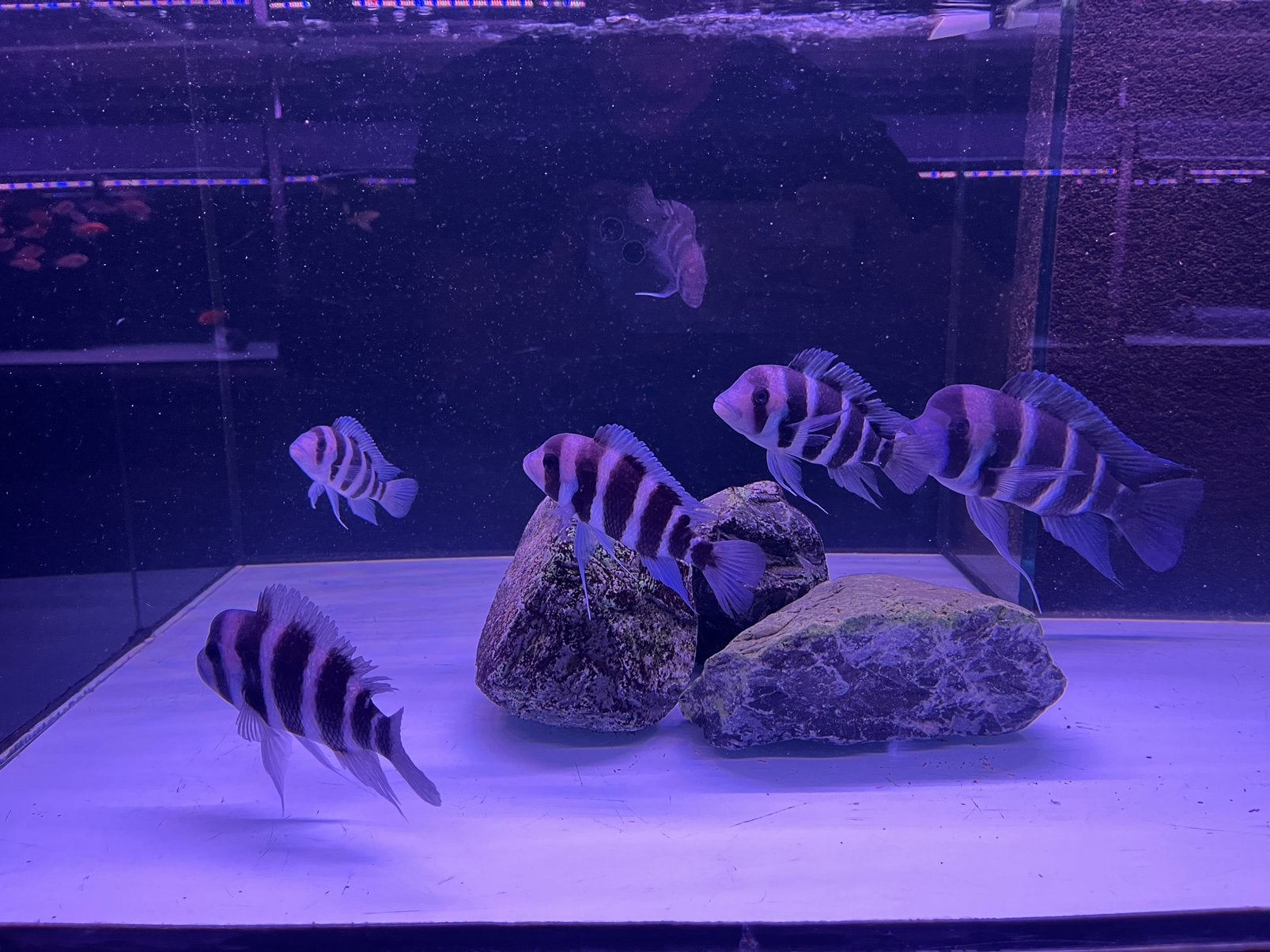 Frontosa, Dieren en Toebehoren, Vis
