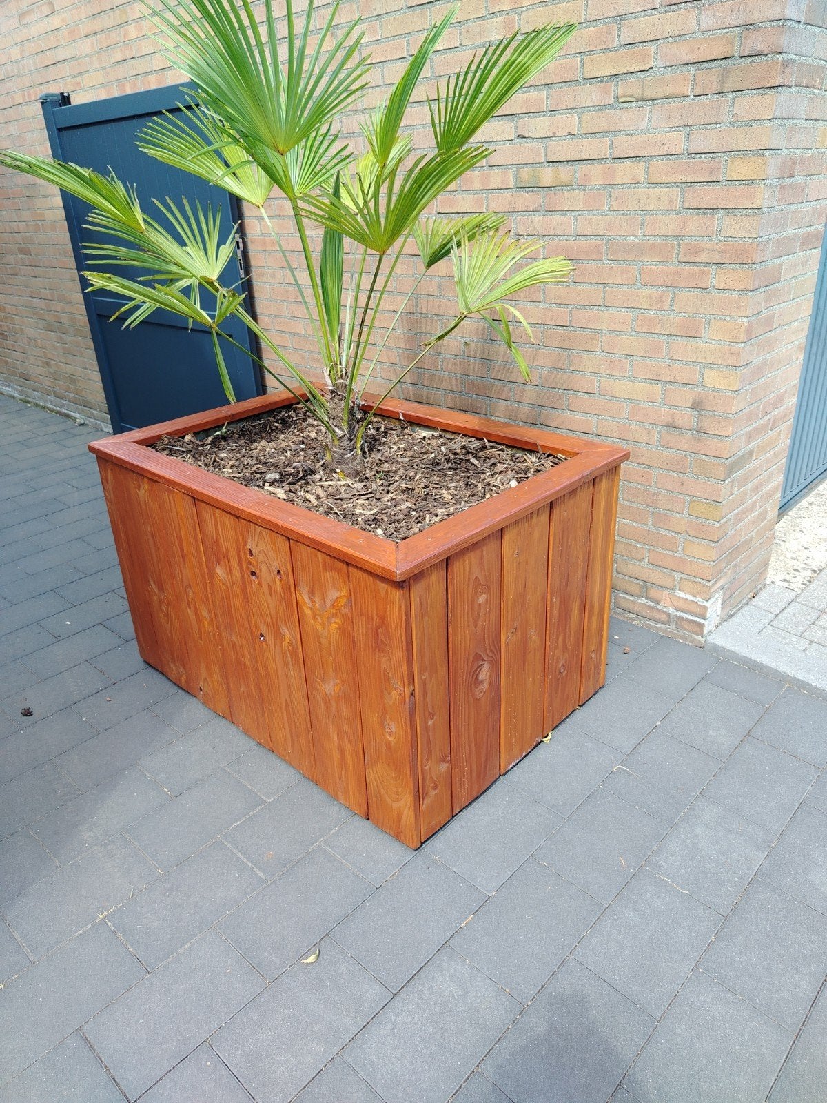 Douglas Bloembak met Palmboom - Duurzaam & Verplaatsbaar, Ophalen, 100 cm of meer, Zo goed als nieuw, 60 cm of meer