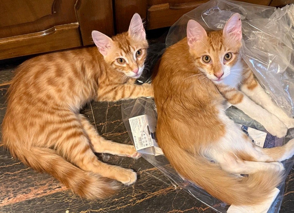 2 Turkse angora kittens van 4.5 mnd oud en 6mnd oud, Meerdere dieren, Langharig, 0 tot 2 jaar