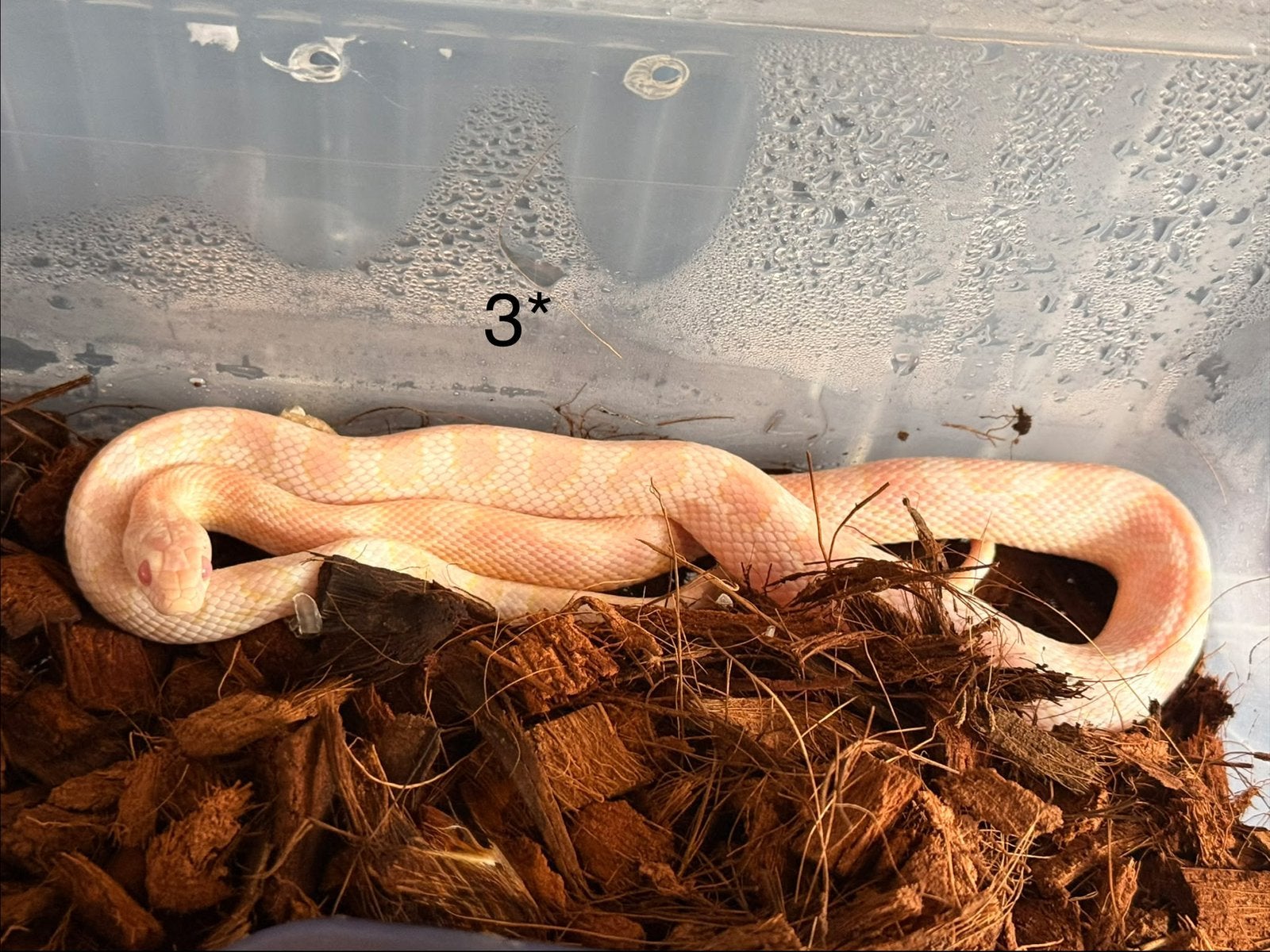 8x Rattenslangen Snow (Pantherophis guttatus) Corn Snake photo 3