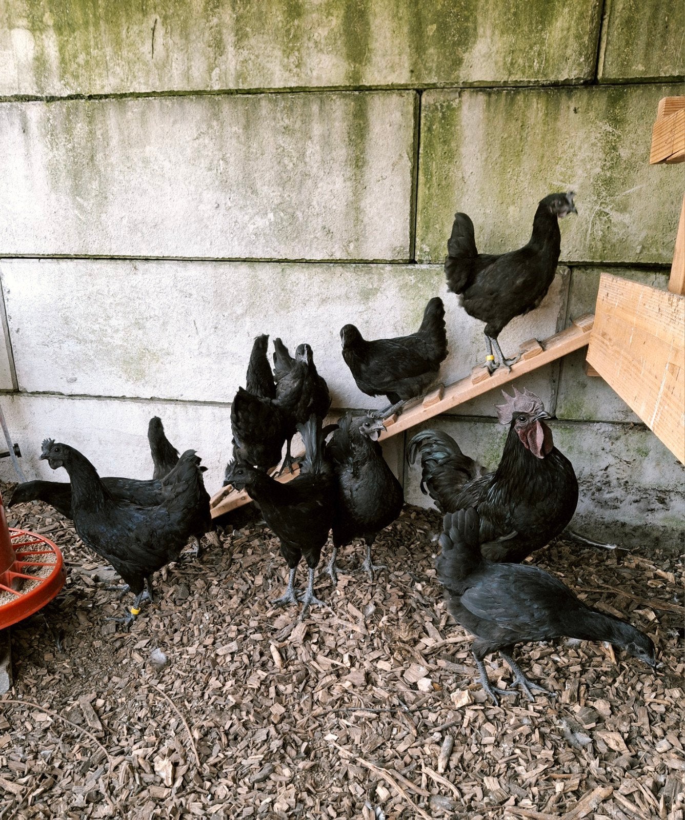 Groene broedeieren Dongxiang Lukedanji, Dieren en Toebehoren, Pluimvee, Kip