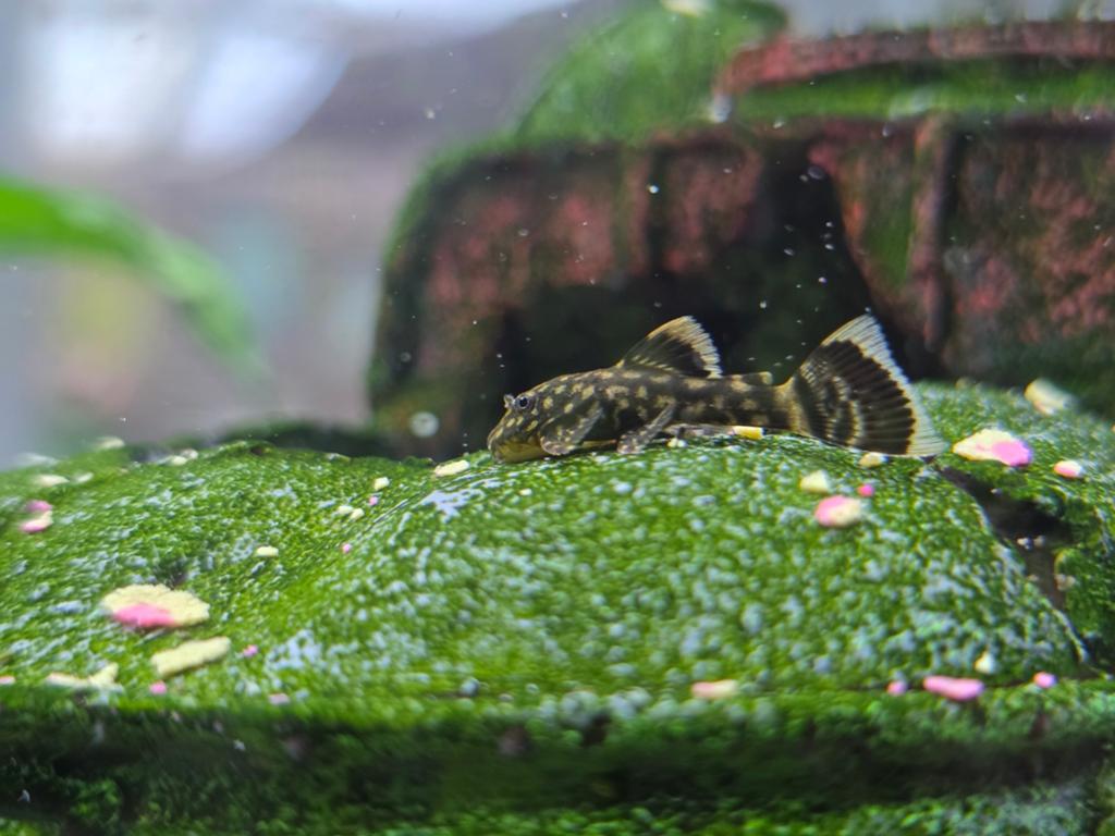 Ancistrus / borstelneus wildkleur, Vis, Zoetwatervis