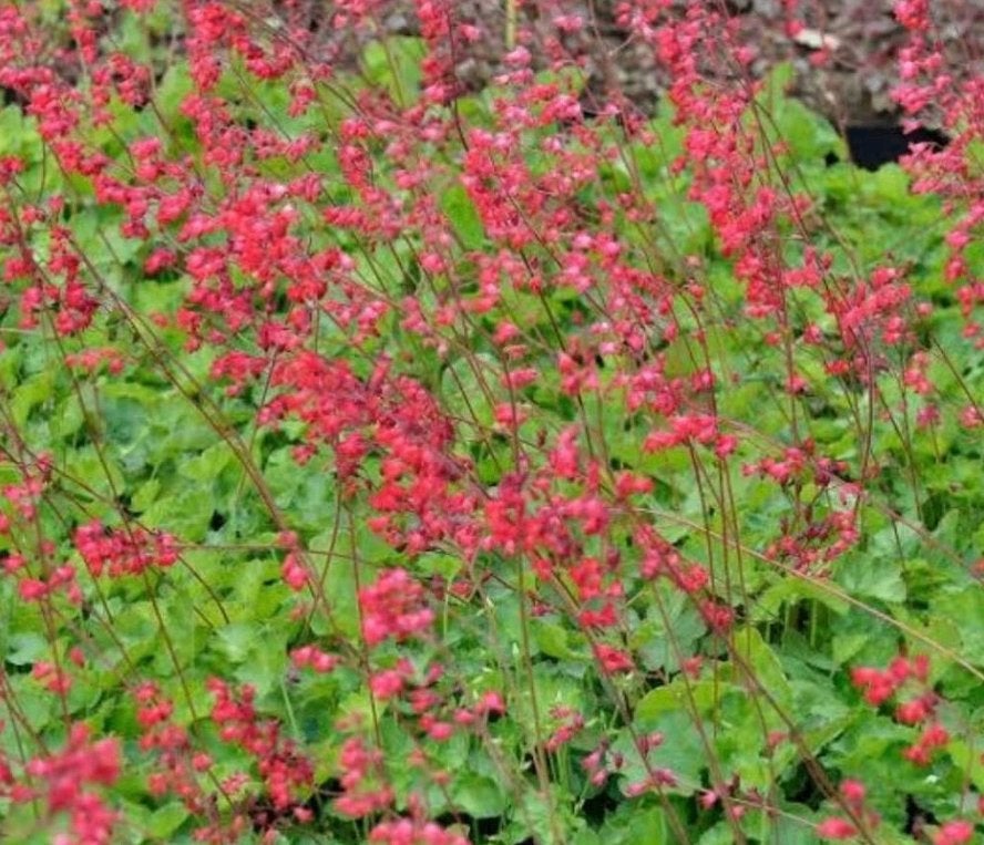 Heuchera sanguinea Chantilly, Volle zon, Vaste plant, Zomer, Ophalen