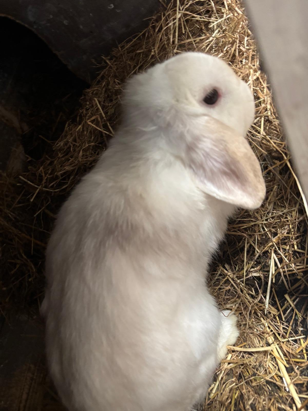❤️Mooie tamme konijntjes, Dieren en Toebehoren, Konijnen, Meerdere dieren, Klein, Hangoor, 0 tot 2 jaar