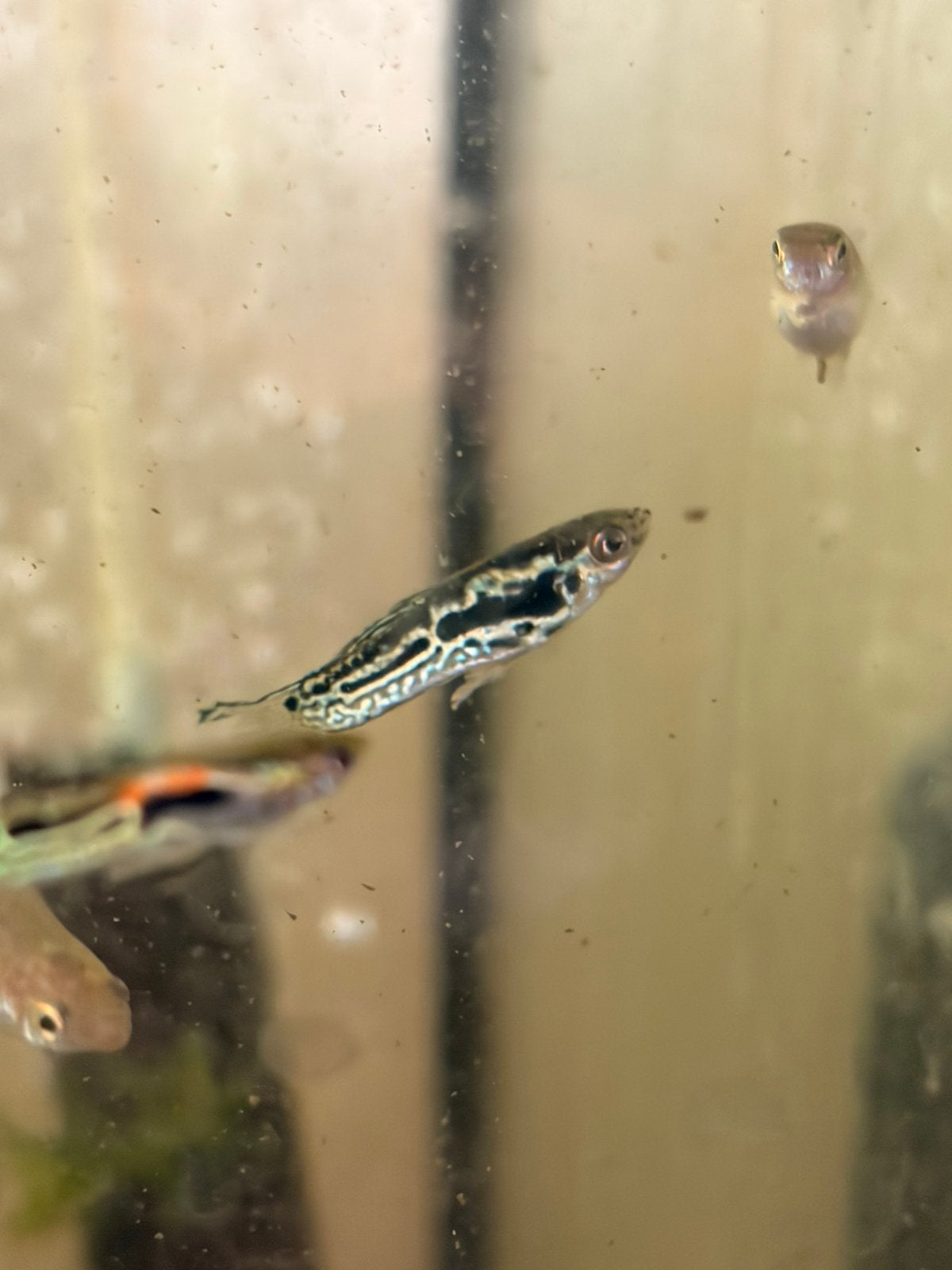Snake skin endler guppen, Dieren en Toebehoren, Vis