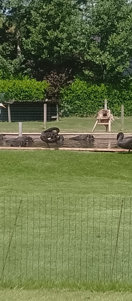 Zwarte zwanen te koop, Dieren en Toebehoren, Mannelijk, Gans of Zwaan