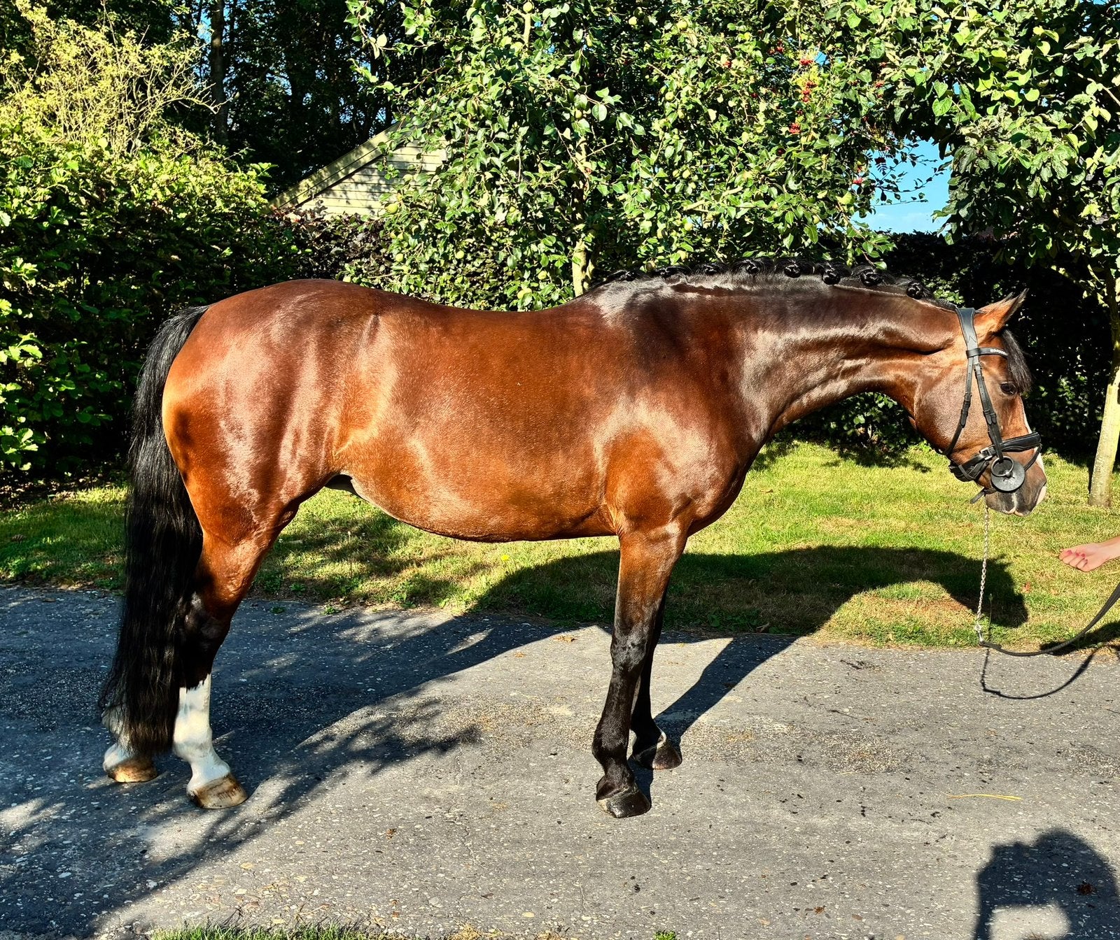 Allround d-pony te koop, Merrie, Minder dan 160 cm, Dressuurpaard, L