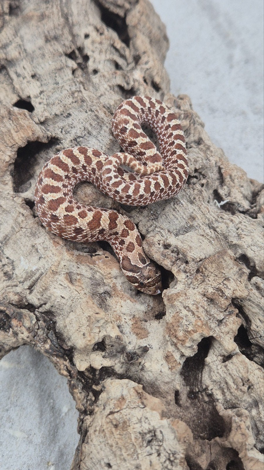 Haakneus slang Ex red het albino Hognose Snake - unknown for sale from De Jong