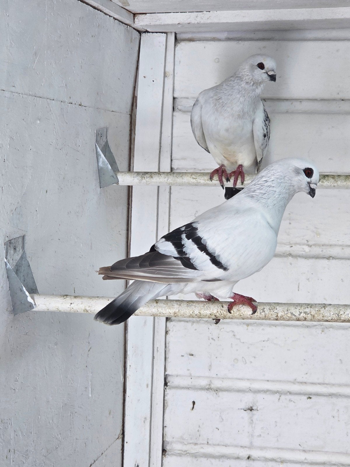 Damaceners syrisch, Dieren en Toebehoren, Vogels | Duiven, Meerdere dieren, Overige soorten