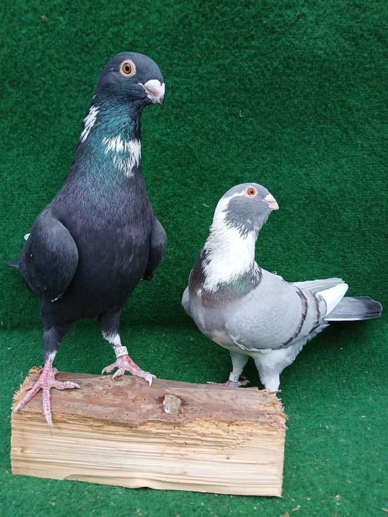Mooi koppel Syrische duiven, Dieren en Toebehoren, Vogels | Duiven, Meerdere dieren, Overige soorten