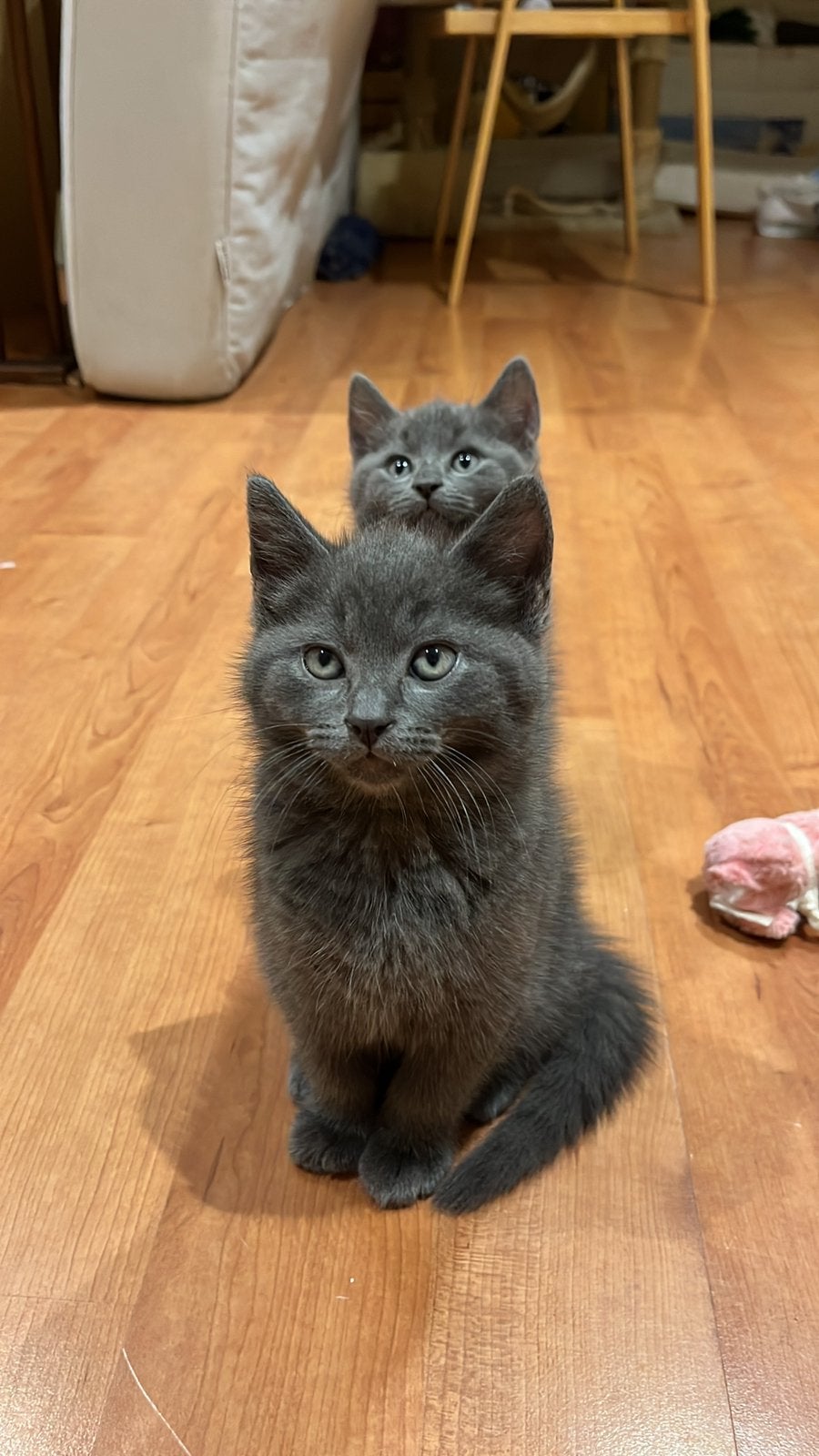 Blauwe Rus x Noorse Boskat Kittens!, Meerdere dieren