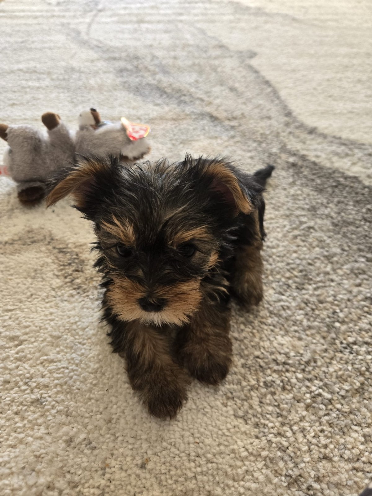 Yorkshire, Dieren en Toebehoren, Honden | Chihuahua's en Gezelschapshonden, Overige rassen, 8 tot 15 weken, Teef, Eén hond