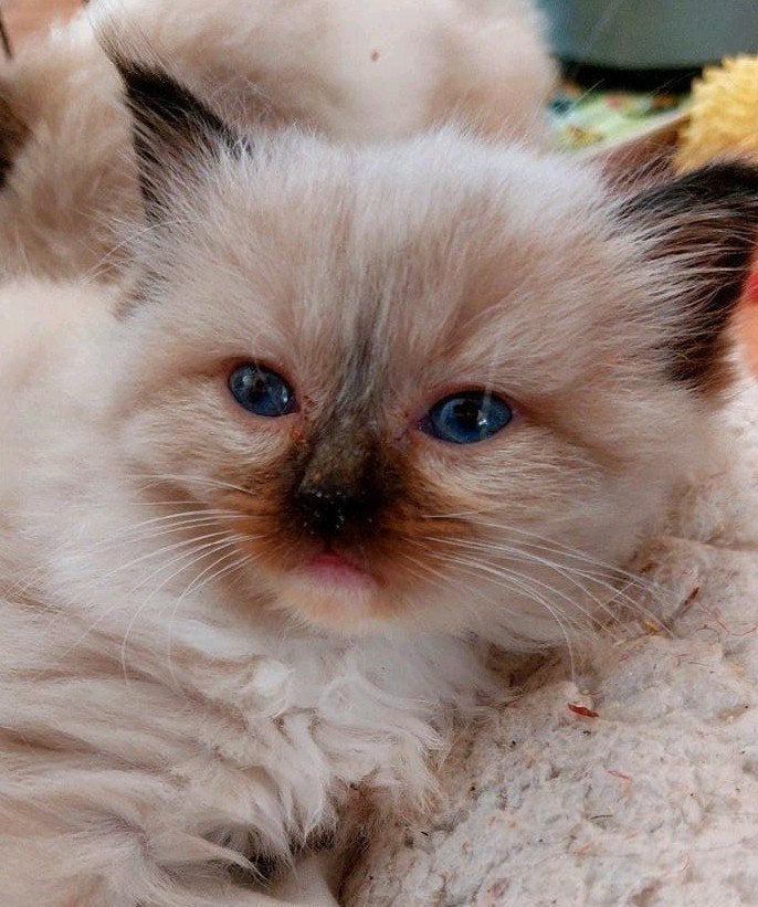 3 ragdoll kittens met stamboom, Dieren en Toebehoren, Katten en Kittens | Raskatten | Langhaar, Meerdere dieren, Met stamboom