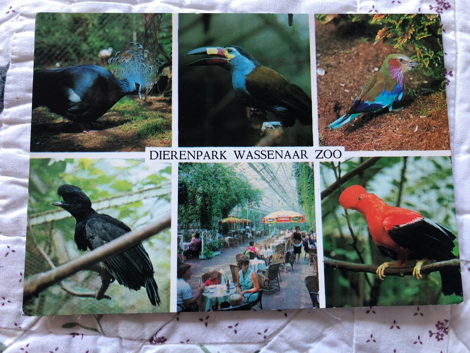 Dierenpark Wassenaar zoo, Ophalen of Verzenden, 1960 tot 1980, Overige soorten