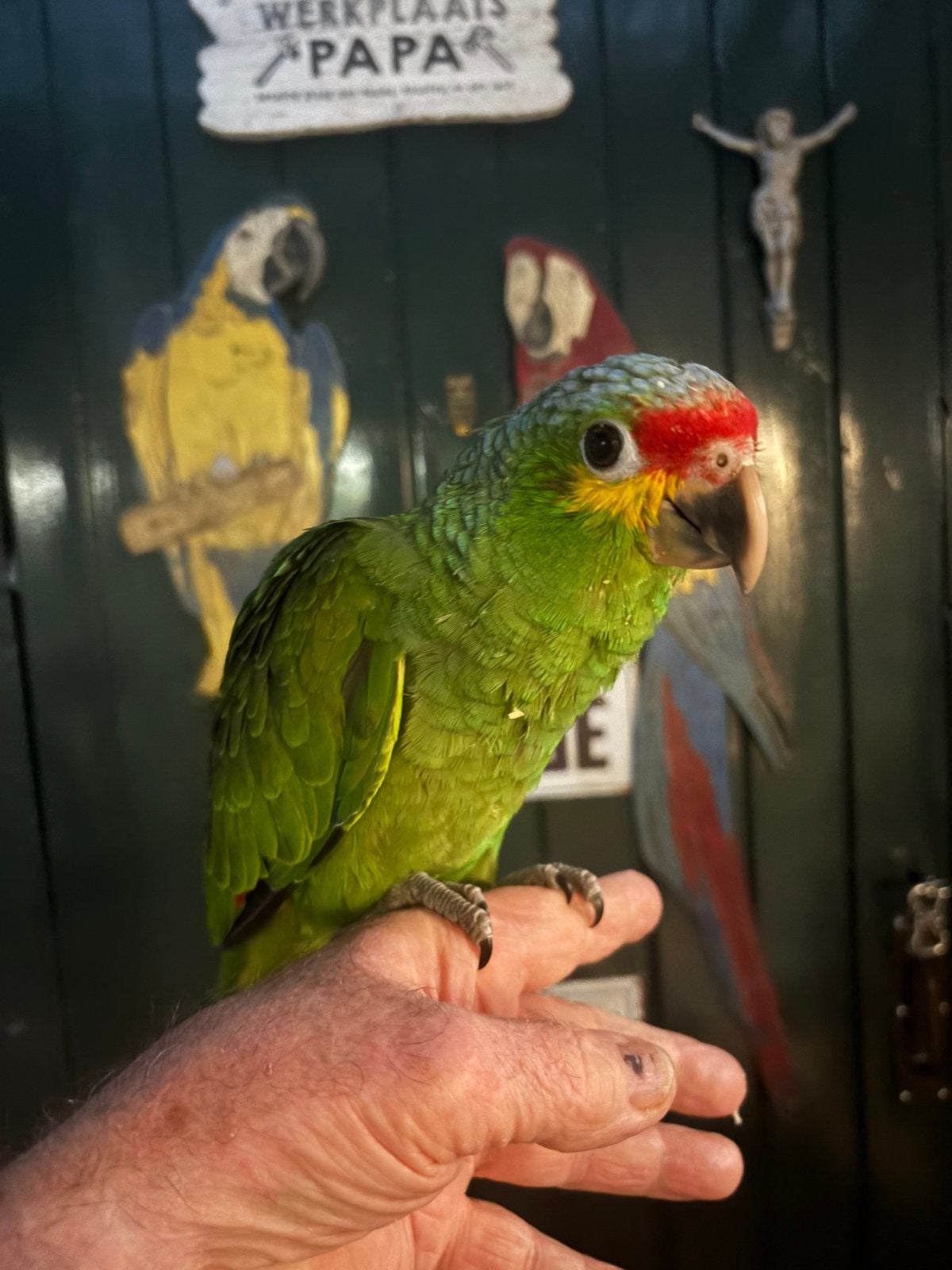 Papegaai, Dieren en Toebehoren, Vogels | Parkieten en Papegaaien, Mannelijk, Papegaai, Tam