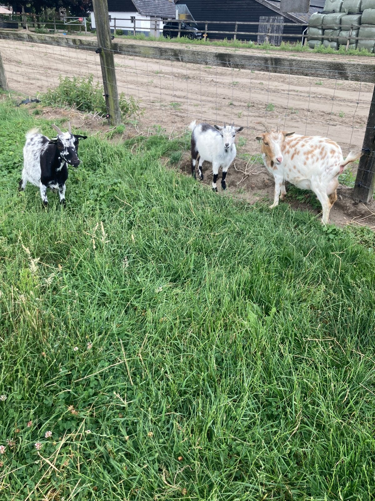 3 zwoegervrijen geiten te koop, Dieren en Toebehoren, Schapen, Geiten en Varkens