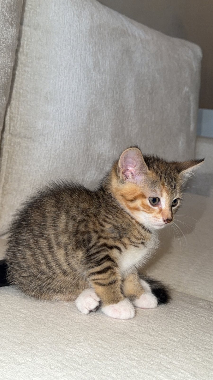 4 Schattige kittens van 12weken oud zoeken een nieuw thuis.