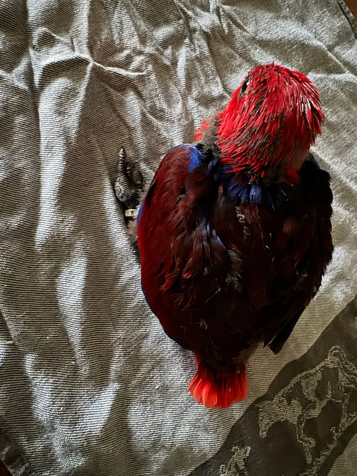 Edelpapegaai pop, Dieren en Toebehoren, Vogels | Parkieten en Papegaaien, Vrouwelijk, Papegaai, Geringd