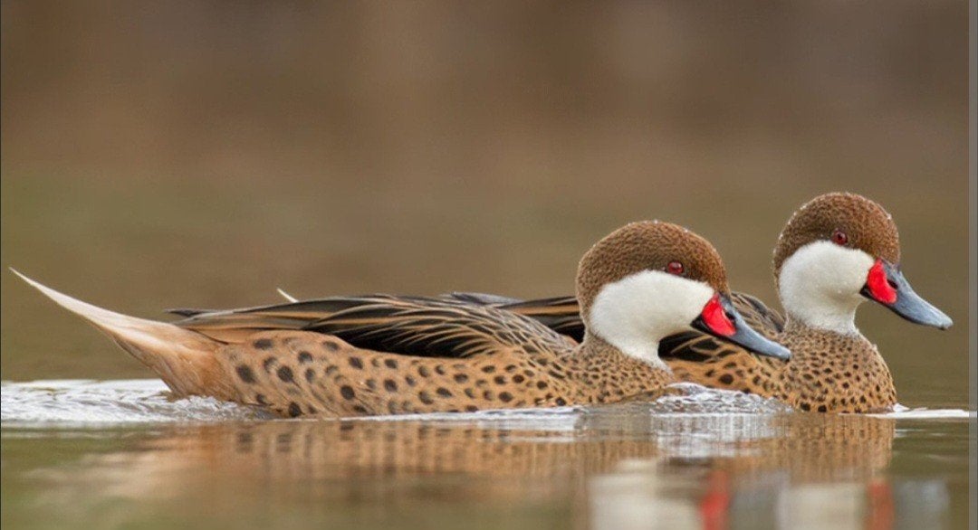 Siereenden, watervogels, Meerdere dieren, Eend