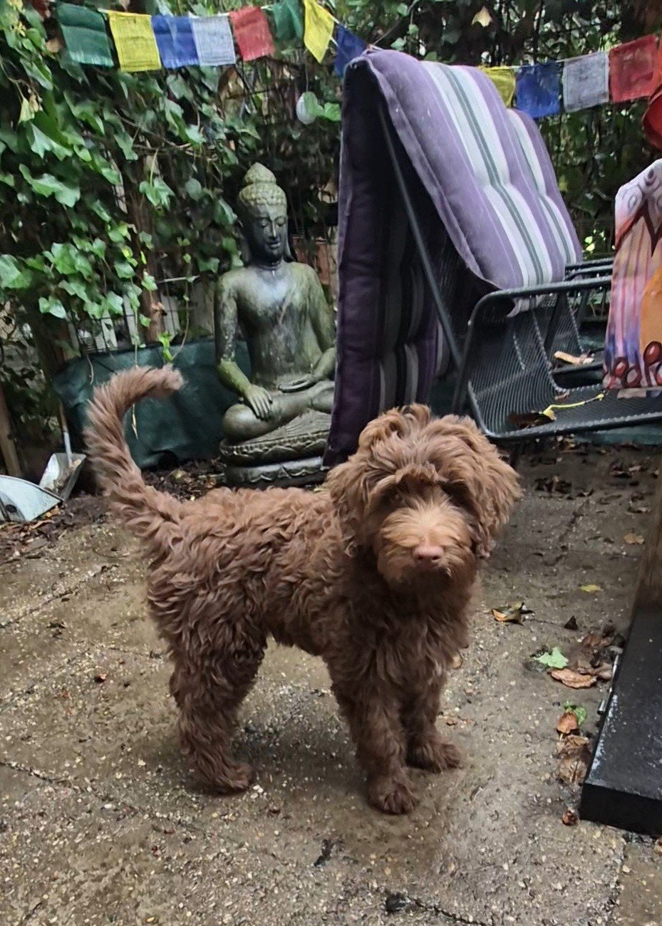 Labradoodle multigen pup reu Medium, Parvo, Nederland, 8 tot 15 weken, Eén hond