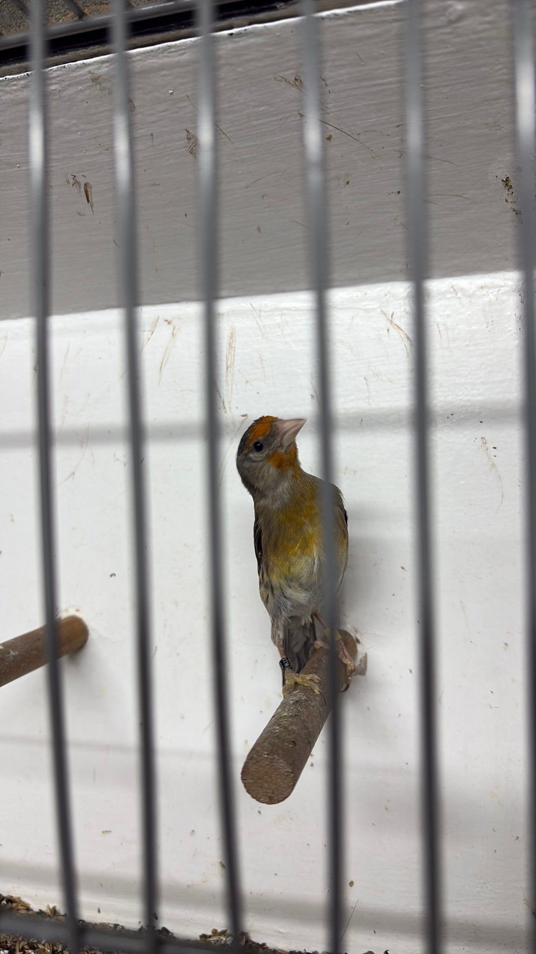 Parva x raza kanarie, Dieren en Toebehoren, Vogels | Overige Vogels, Mannelijk, Wildzangvogel