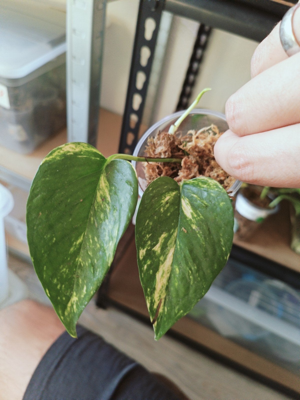 Epipremnum bumpy, Overige soorten, In pot, Minder dan 100 cm, Groene kamerplant