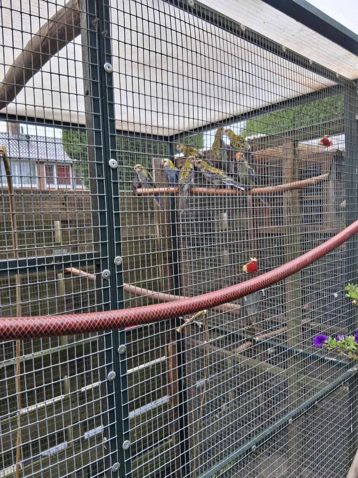 kweekkoppel bleekkop rosellas met 8 jongen, Dieren en Toebehoren