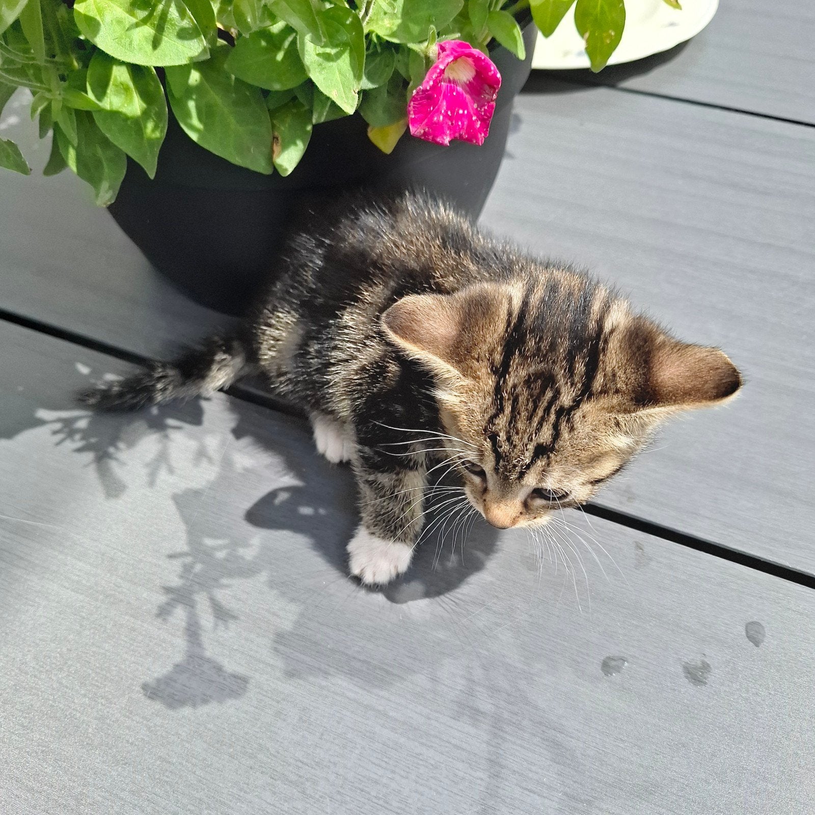 Nestje met 4 lieve gezonde kittens!, Meerdere dieren