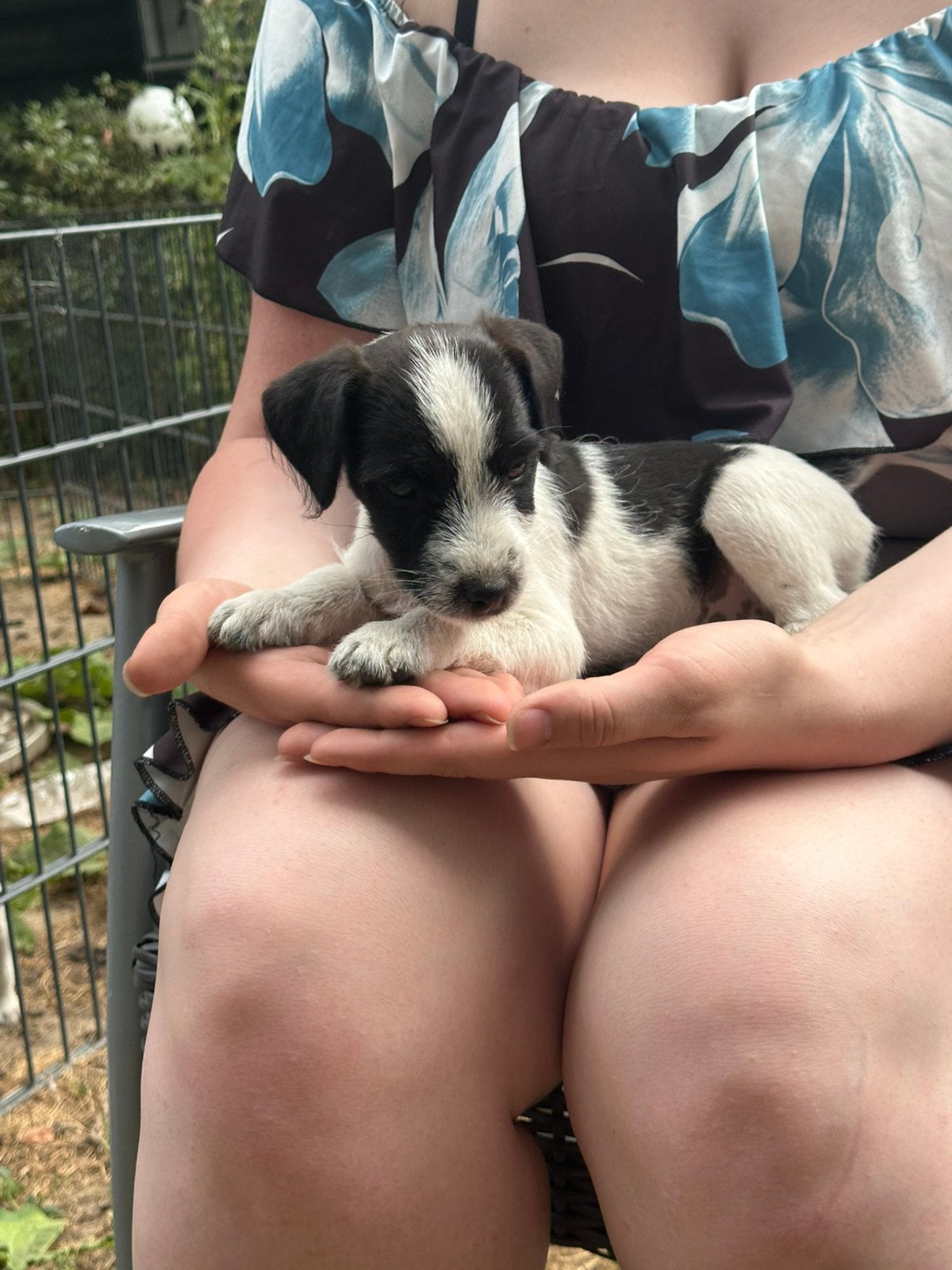 Lieve ruwharige Jack Russell pups, Dieren en Toebehoren, Honden | Jack Russells en Terriërs, Jack Russell Terriër, 8 tot 15 weken
