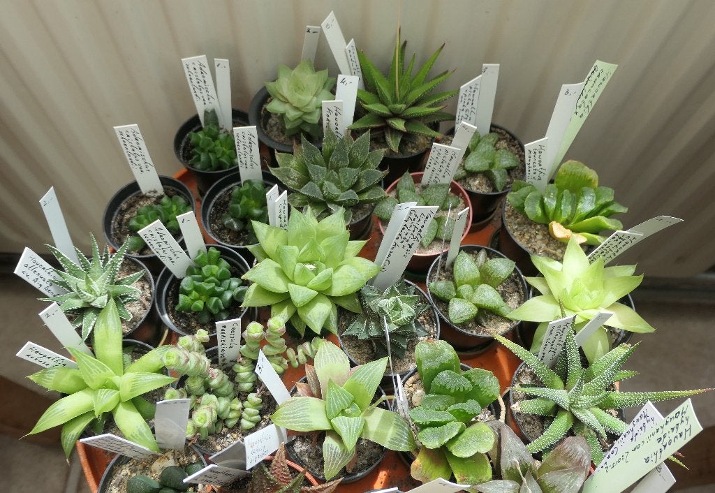 Cactussen en vetplanten, Ophalen of Verzenden, Halfschaduw, Minder dan 100 cm