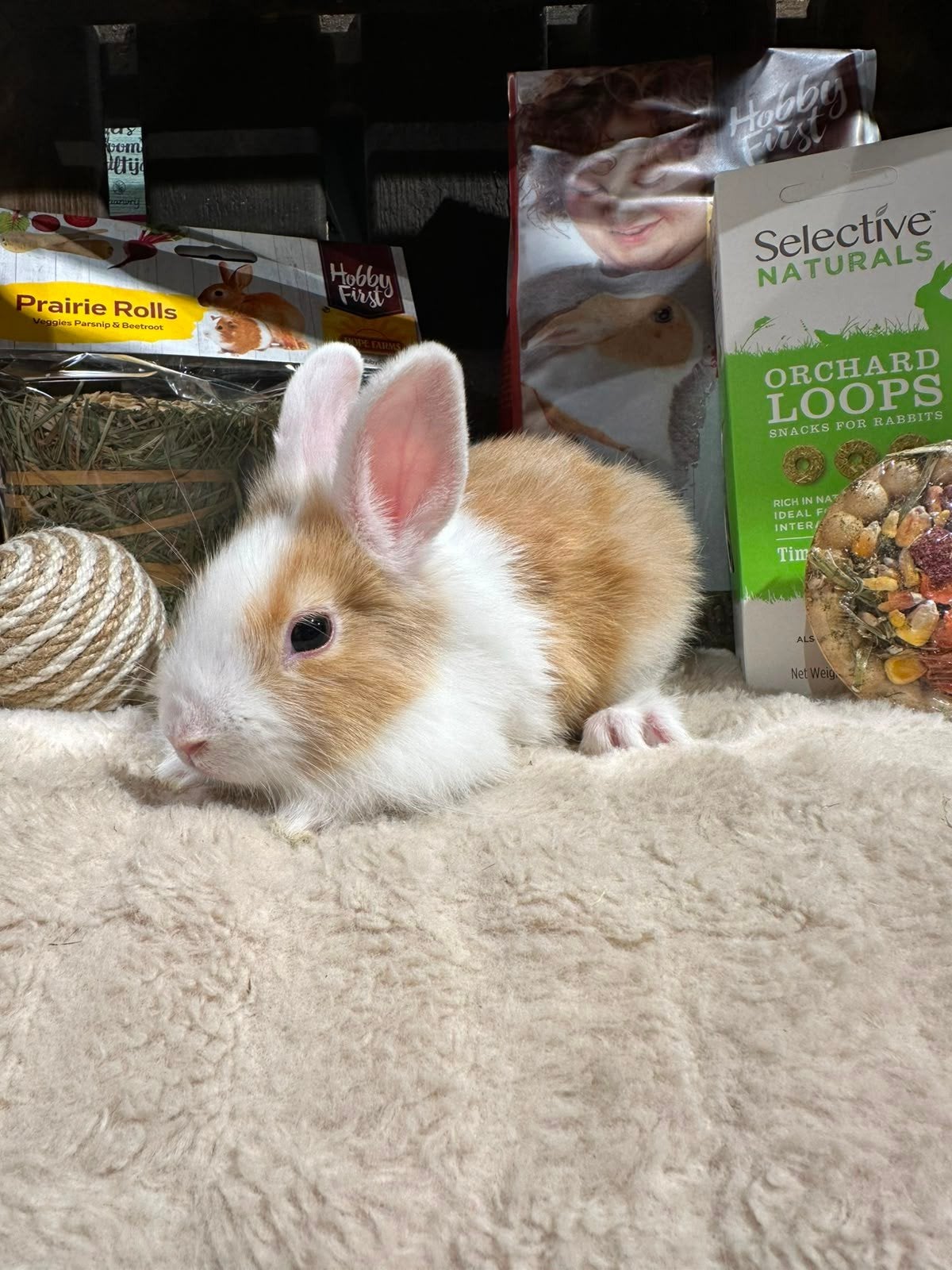 Konijntjes super super lief en super tam., Meerdere dieren, Klein