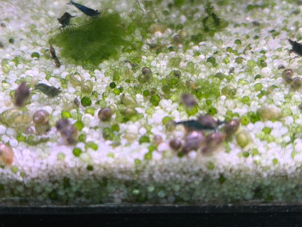 prachtige donkerblauwe garnalen, eigen kweek, Dieren en Toebehoren, Kreeft, Krab of Garnaal, Zoetwatervis