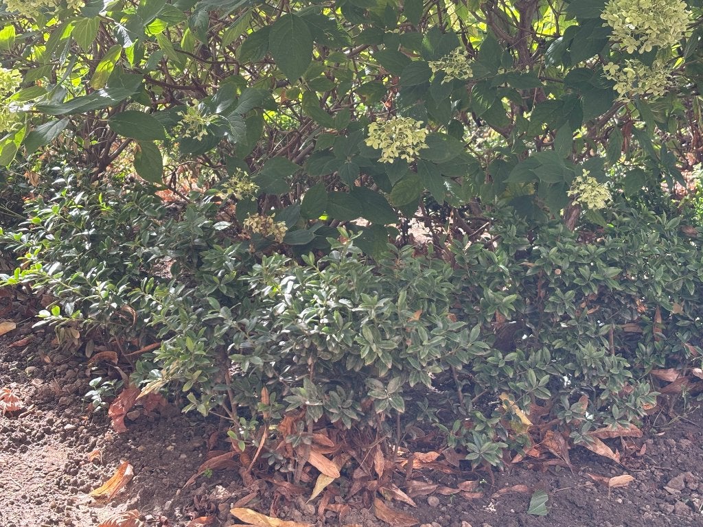 Japanse Hulst, Tuin en Terras, Vaste plant, Bloeit niet, Halfschaduw, Ophalen