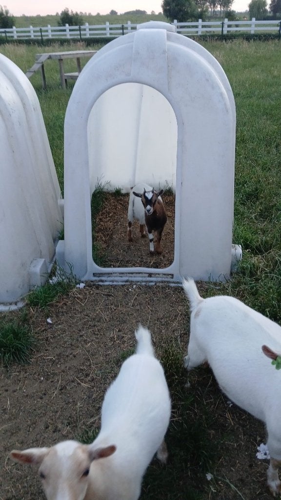 Te koop: Dwerggeitje, Dieren en Toebehoren, Schapen, Geiten en Varkens, Vrouwelijk, Geit