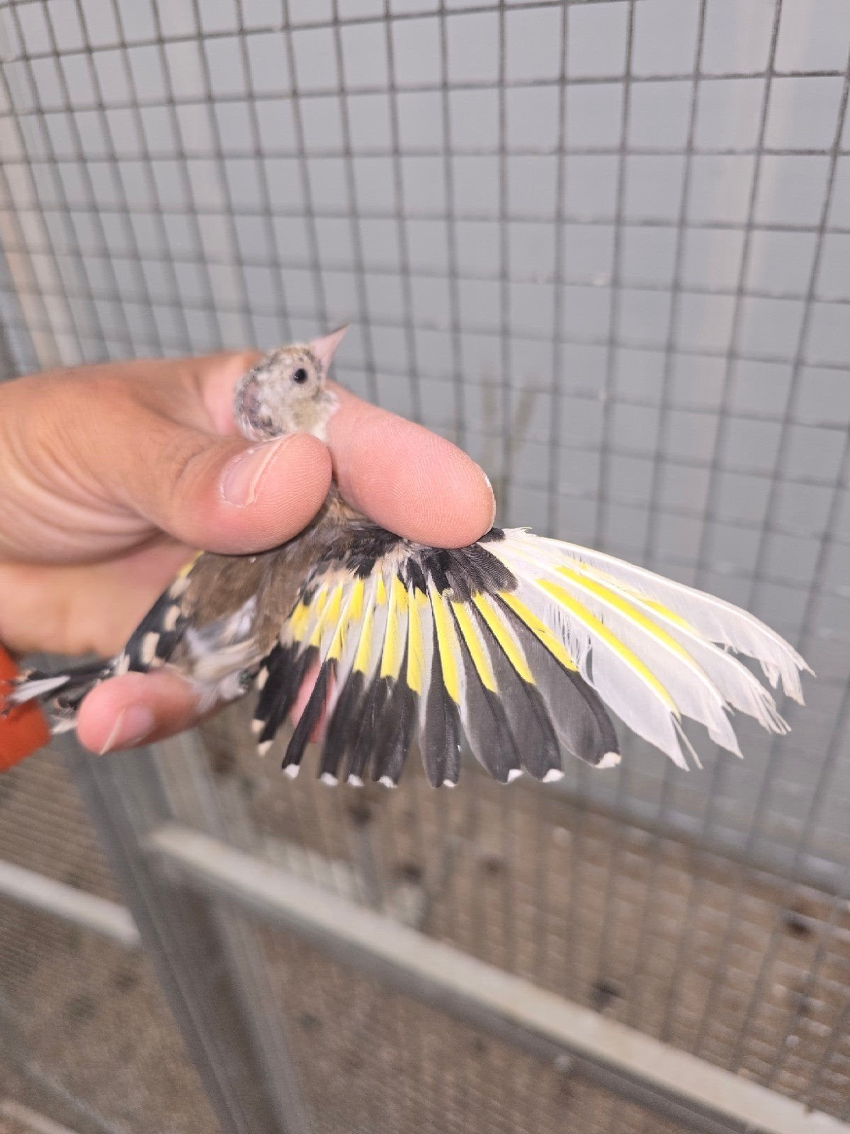 mooi kleine putter bont facyato 2026, Dieren en Toebehoren, Mannelijk, Wildzangvogel, Geringd