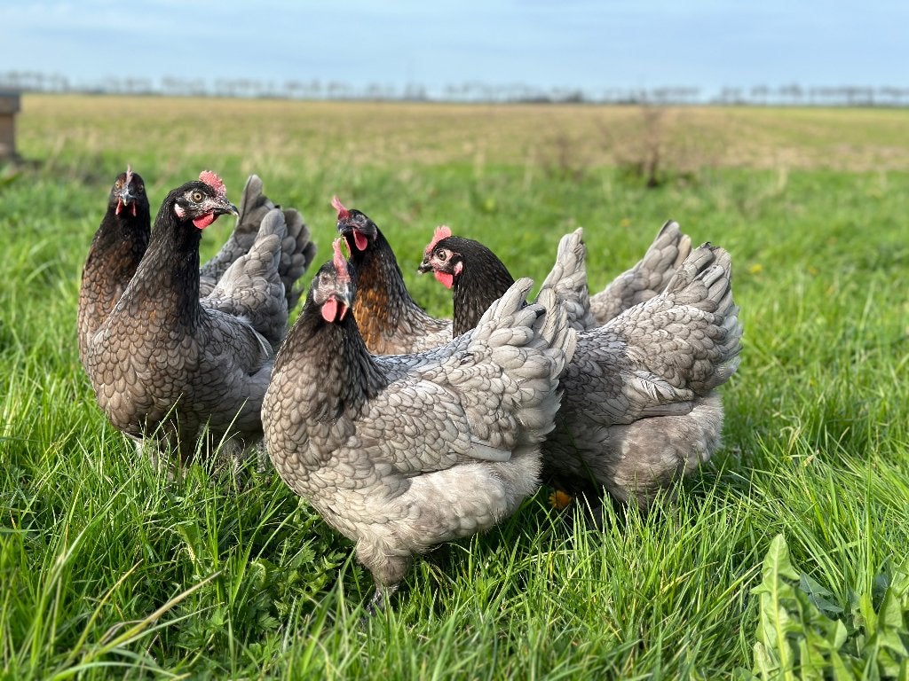 Jonge tamme Bleu des Landes kippen gesekst en ingeënt