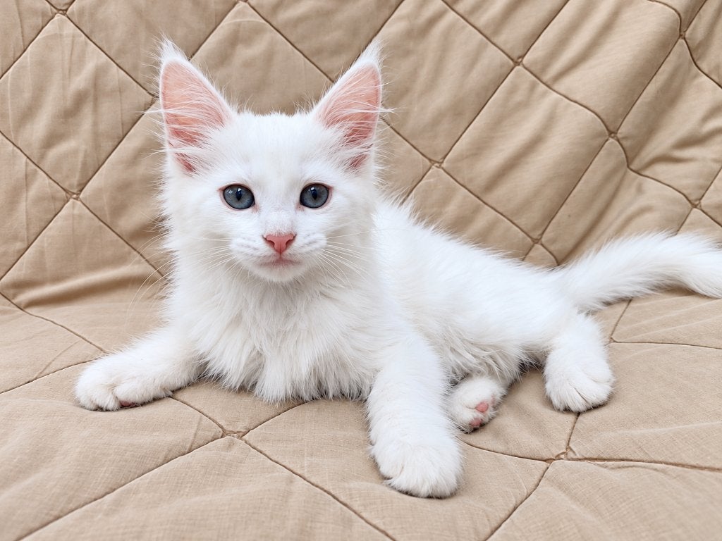 Wit langhaar kruising Maine Coon kittens, Meerdere dieren, Langharig, 0 tot 2 jaar