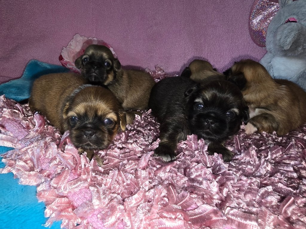 Prachtige Pekingees pups, Dieren en Toebehoren, Honden | Chihuahua's en Gezelschapshonden, CDV (hondenziekte), 8 tot 15 weken