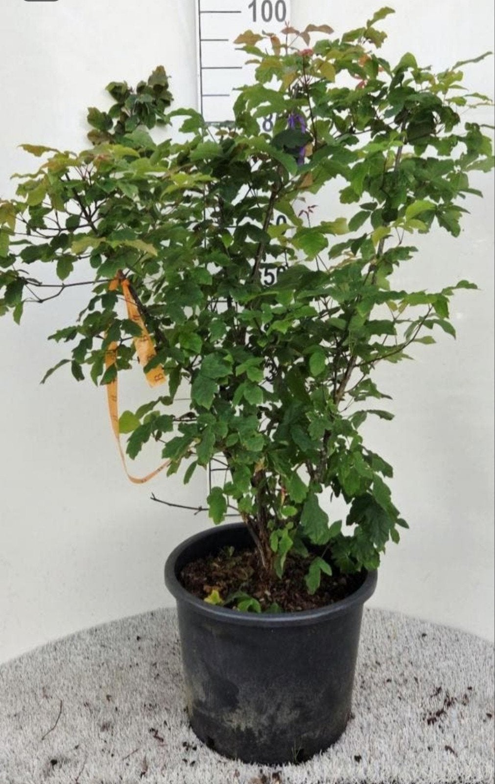 Acer griseum 🍀🌸(Papieresdoorn) ❗️🍀meerstam🌳❗️, Tuin en Terras, Ophalen