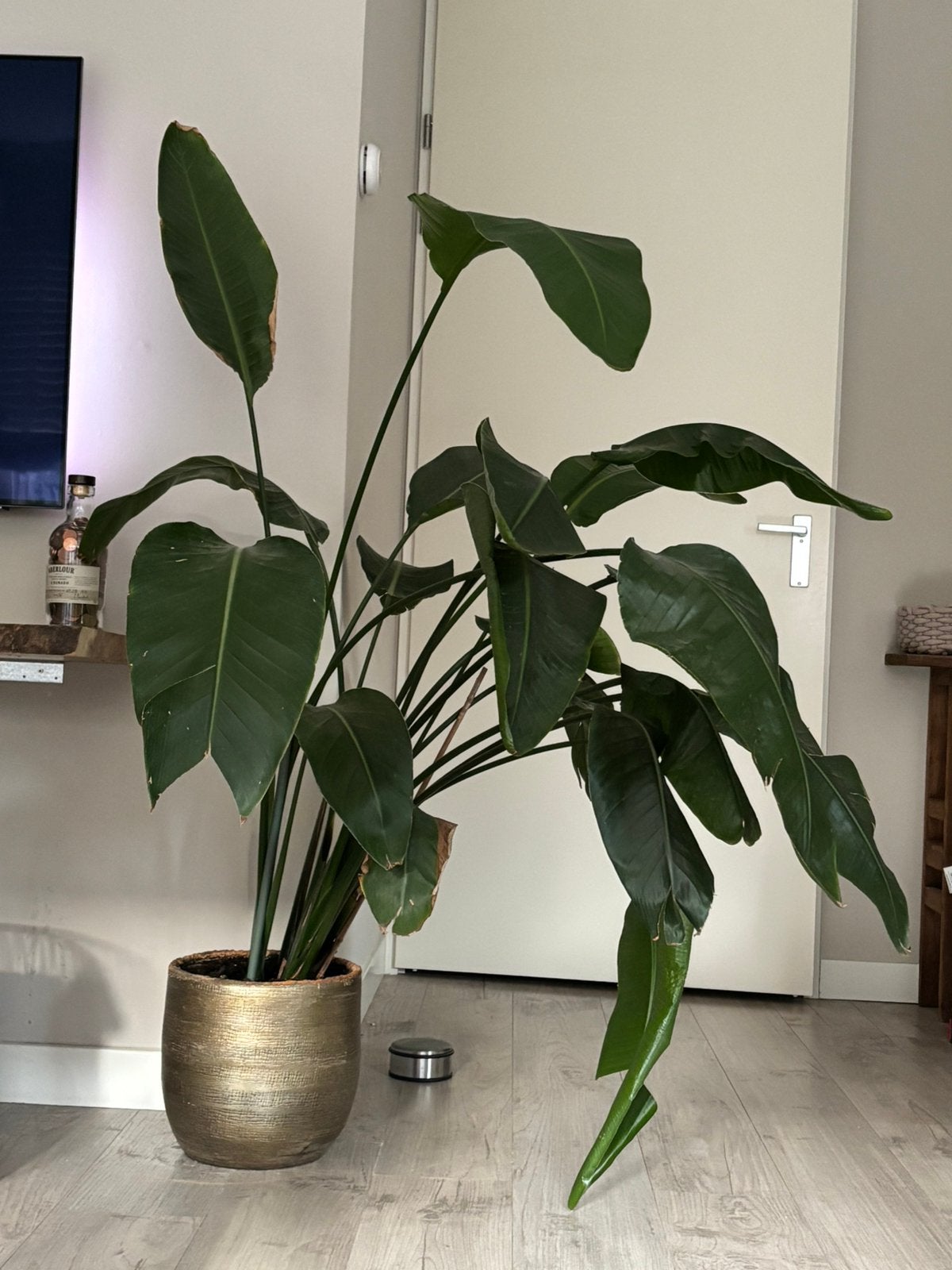 Strelitzia nicolai (witte paradijsvogelplant), Ophalen, 100 tot 150 cm, Halfschaduw, In pot