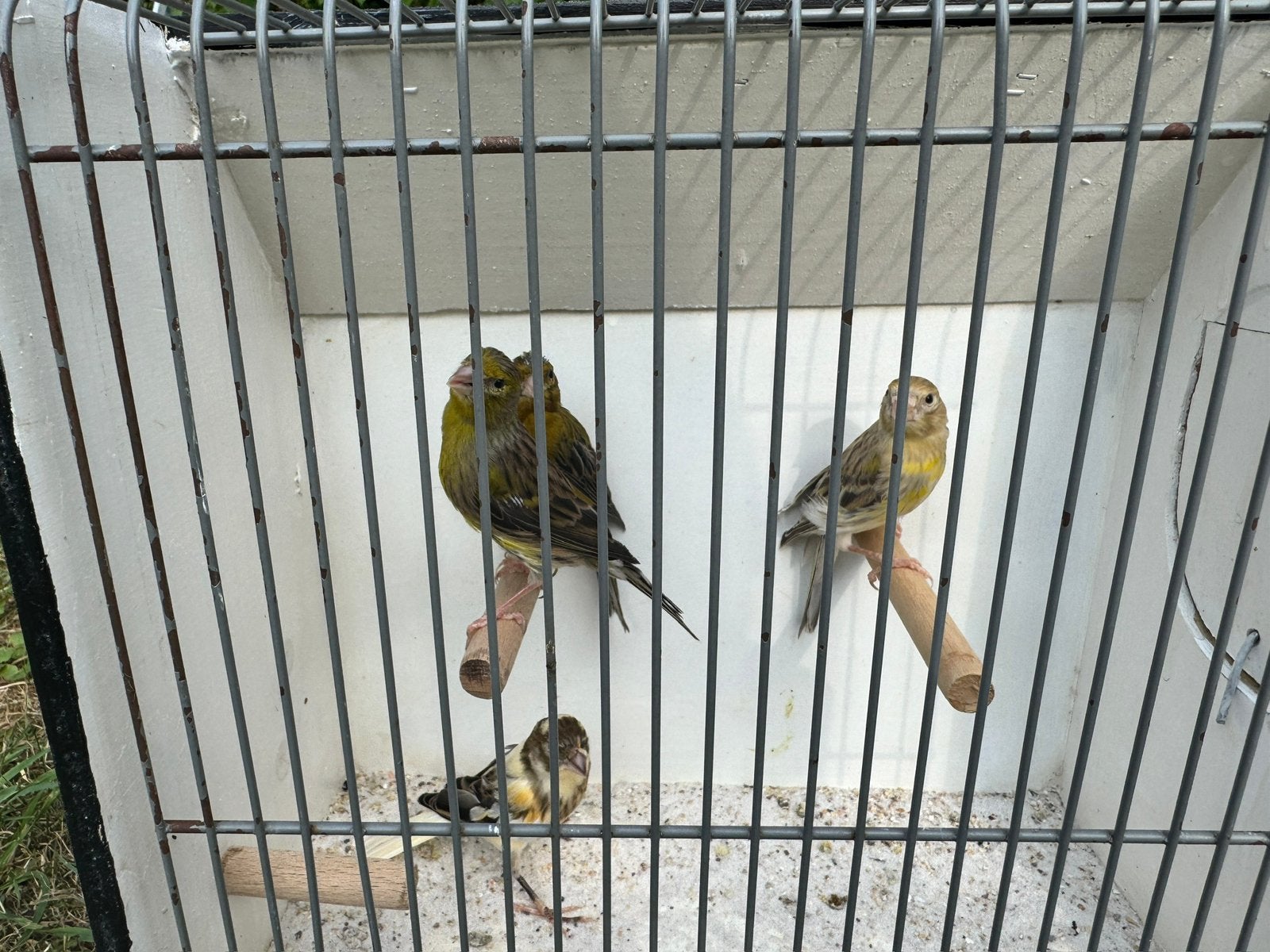 kanarie vogel, Dieren en Toebehoren, Mannelijk, Kleurkanarie