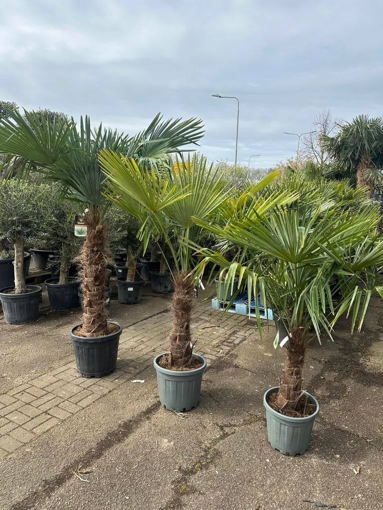 Trachycarpus fortunei palmen, Tuin en Terras, Planten | Bomen, 100 tot 250 cm, Zomer, Palmboom, Ophalen