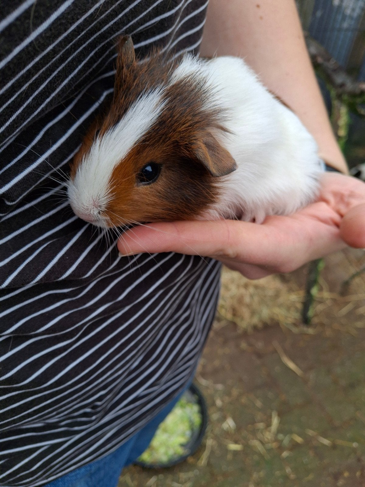 cavia beertje gladhaar, Dieren en Toebehoren, Cavia, Augustus, Mannelijk, Tam