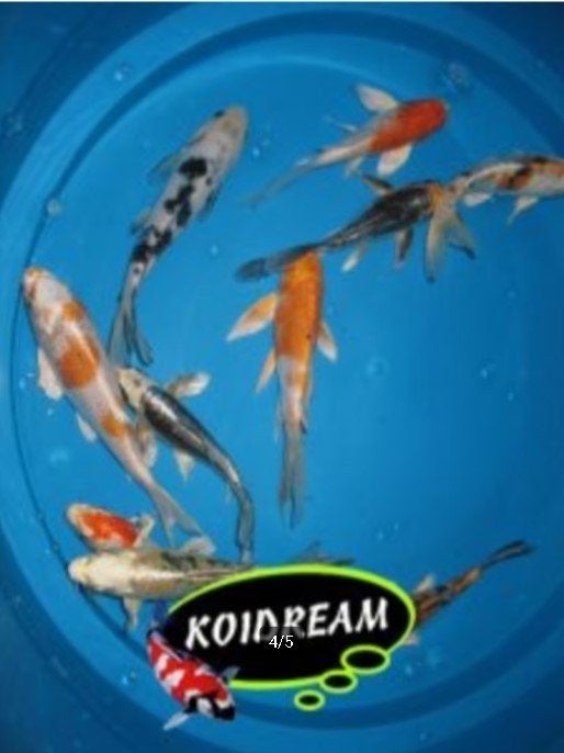 Import HQ Vlinderkoi mix ca 12/ 14 cm - Koidreams Valburg