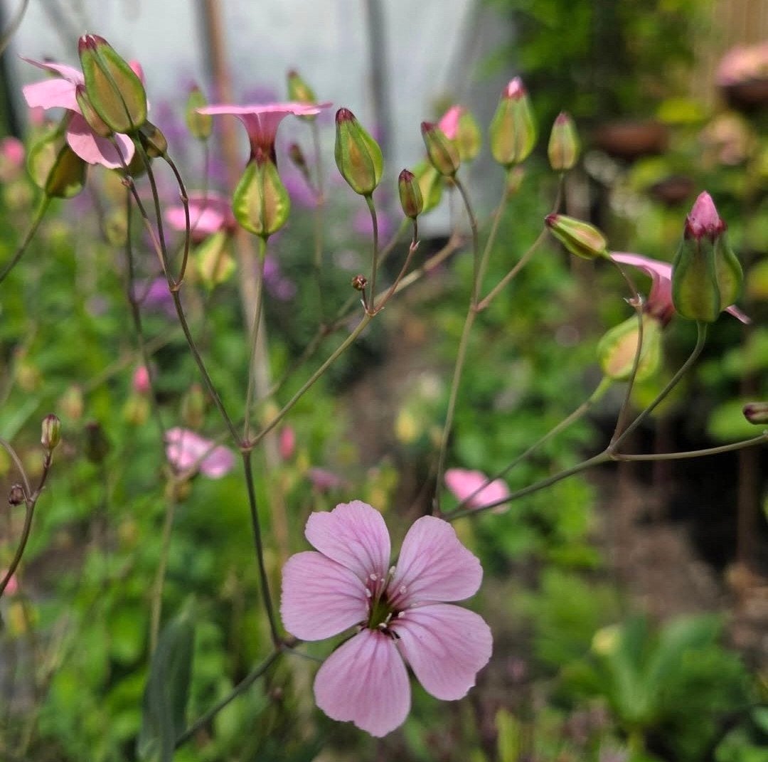 Zaden saponaria vaccaria pink beauty: zeepkruid, Ophalen of Verzenden, Volle zon