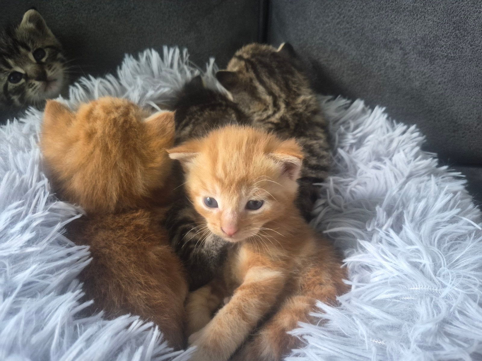 Prachtige kittens, Meerdere dieren, Kortharig, 0 tot 2 jaar