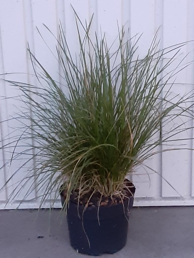 Siergras Carex red rooster en prairie fire, Ophalen, Vaste plant, Siergrassen, Bloeit niet