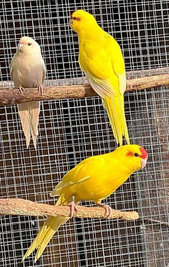 Kakariki's, Dieren en Toebehoren, Vogels | Parkieten en Papegaaien, Meerdere dieren, Parkiet